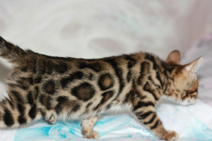 Photo №2 to announcement № 1851 for the sale of bengal cat - buy in Russian Federation breeder