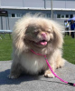 Photo №1. pekingese - for sale in the city of Сивац | negotiated | Announcement № 72273