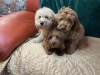 Additional photos: Beautiful Cavapoos F1b