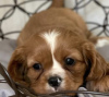 Additional photos: Cavalier King Charles Spaniel puppies