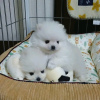 Photo №1. pomeranian - for sale in the city of Montreal | 500$ | Announcement № 103653