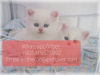 Photo №1. persian cat - for sale in the city of Россия | Is free | Announcement № 107034