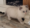 Photo №2 to announcement № 71719 for the sale of ragdoll - buy in Australia private announcement, breeder