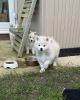 Additional photos: Our last 2 mini blue eyed pomskies