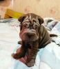 Photo №2 to announcement № 11416 for the sale of shar pei - buy in Uzbekistan private announcement