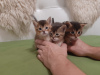 Additional photos: Chausie kittens f2