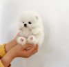 Photo №2 to announcement № 109152 for the sale of pomeranian - buy in Germany private announcement