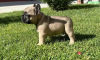 Additional photos: French bulldog puppies for sale