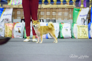 Photo №4. I will sell shiba inu in the city of Krasnoyarsk. from nursery, breeder - price - 1500$