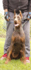 Photo №2 to announcement № 66767 for the sale of dobermann - buy in Serbia breeder