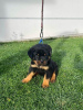 Photo №2 to announcement № 99479 for the sale of rottweiler - buy in Serbia 