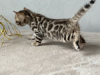 Photo №2 to announcement № 105929 for the sale of bengal cat - buy in Italy private announcement, from nursery, breeder