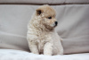 Photo №4. I will sell eurasier in the city of Riga. from nursery, breeder - price - 1585$