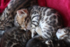 Additional photos: Bengal For Sale High Quality