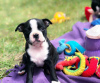 Photo №1. non-pedigree dogs - for sale in the city of Bamberg | Is free | Announcement № 117750