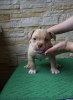 Additional photos: American Bully Pocket puppies