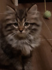 Photo №1. siberian cat - for sale in the city of Czempiń | 828$ | Announcement № 13847
