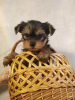 Photo №2 to announcement № 73048 for the sale of beaver yorkshire terrier, yorkshire terrier - buy in Estonia private announcement, breeder