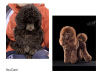 Photo №1. poodle (toy) - for sale in the city of Minsk | 1057$ | Announcement № 42697