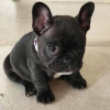 Photo №1. french bulldog - for sale in the city of Tartu | negotiated | Announcement № 85299