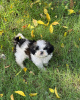 Photo №1. shih tzu - for sale in the city of Graz | negotiated | Announcement № 53357