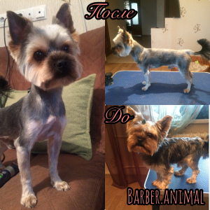 Additional photos: Professional haircuts and animal care
