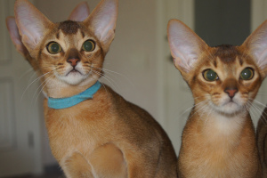 Photo №2 to announcement № 2709 for the sale of abyssinian cat - buy in Russian Federation from nursery