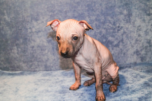 Photo №2 to announcement № 6898 for the sale of american hairless terrier - buy in Russian Federation private announcement, breeder