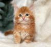 Photo №1. maine coon - for sale in the city of Вентура | 300$ | Announcement № 83689