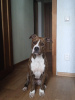Photo №2 to announcement № 72887 for the sale of staffordshire bull terrier - buy in Russian Federation private announcement