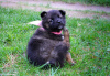 Photo №3. Affectionate female puppies 1.5 months as a gift. Belarus