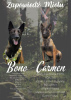 Photo №1. malinois, belgian shepherd - for sale in the city of Radom | 988$ | Announcement № 24601
