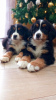 Additional photos: Bernese Mountain Dog