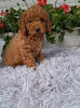 Photo №2 to announcement № 106967 for the sale of poodle (toy) - buy in Serbia 