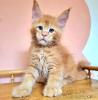 Photo №2 to announcement № 103766 for the sale of maine coon - buy in Germany 