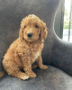 Photo №2 to announcement № 76212 for the sale of golden retriever - buy in United States private announcement