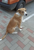 Photo №1. non-pedigree dogs - for sale in the city of Krasnodar | Is free | Announcement № 7515