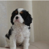 Photo №3. KC Registered King Charles Spaniel Pups. United States