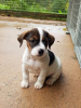 Photo №3. Zeldzame Jack Russel Terrier-puppy's. Netherlands