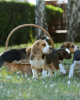 Photo №1. beagle - for sale in the city of Bonn | 380$ | Announcement № 123788