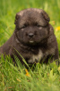 Photo №3. Selling caucasian shepherd puppies with excellent pedigree.. Russian Federation