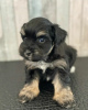 Photo №4. I will sell standard schnauzer in the city of Невада. breeder - price - 500$