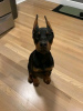 Photo №1. dobermann - for sale in the city of Iowa City | 400$ | Announcement № 111398