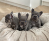 Photo №1. french bulldog - for sale in the city of Londonderry | 568$ | Announcement № 11279