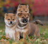 Photo №1. shiba inu - for sale in the city of Stockholm | negotiated | Announcement № 113195