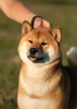Photo №4. Mating shiba inu in Russian Federation. Announcement № 14096