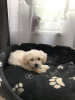Photo №2 to announcement № 32663 for the sale of maltese dog - buy in Germany private announcement