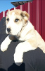 Photo №1. non-pedigree dogs - for sale in the city of Боровец | 687$ | Announcement № 41943