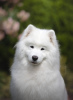 Photo №4. I will sell samoyed dog in the city of Ньиредьхаза. breeder - price - negotiated