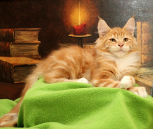 Photo №3. FREE! Wonderful cat NIGHTHUNTERS LONDON, like a little lion cub.. Russian Federation
